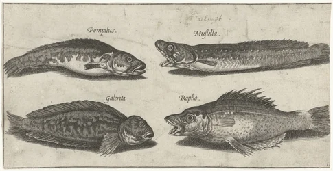 Gabeldorsch, Zackenbarsch, gehörnte Schleimfisch und ein schwarzer Fisch