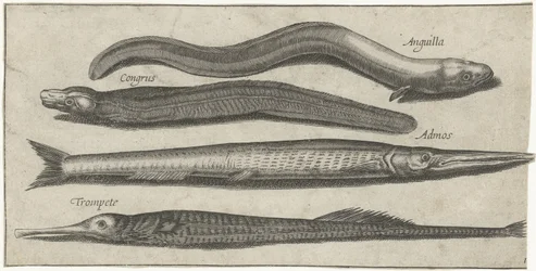 Hornhecht, Seenadel, Aal und ein Aal