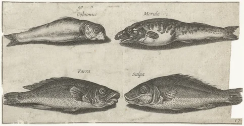Grundel, Barsch, Wittling und ein anderer Fisch
