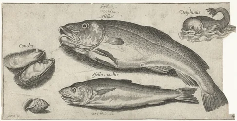 Kabeljau, Wittling, ein Delfin und Muscheln