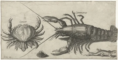 Hummer, Krabbe, Salamander und eine Muschel