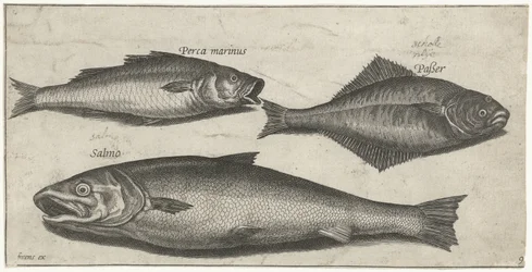 Seebarsch, Zunge und ein Lachs