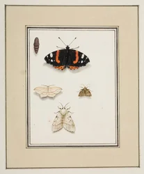 Schmetterlinge, ca. 1755-65