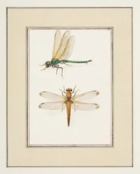 Libellen, ca. 1755-65