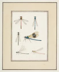 Libellen, ca. 1755-65