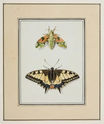 Schwärmer und Schwalbenschwanz, ca. 1755-65