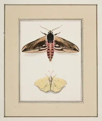 Ligusterschwärmer und Zitronenfalter, ca. 1755-65