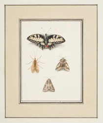 Schwalbenschwanz, Eintagsfliege und zwei Motten, ca. 1755-65