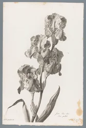 Dalmatinische Iris