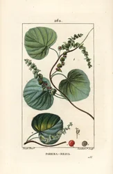 Abuta, Cissampelos pareira, mit Blume, Blatt, Ranke und Frucht. Handkolorierter Kupferstich von Lambert Junior nach einer Zeichnung von Pierre Jean-Francois Turpin aus Chaumeton, Poiret und Chamberet