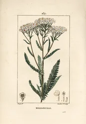 Schafgarbe, Achillea millefolium. Handkolorierte Punktkupferstich von Lambert Junior nach einer Zeichnung von Pierre Jean-Francois Turpin aus Chaumeton, Poiret und Chamberet