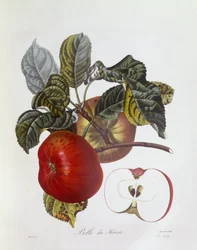 Apfel "Belle du Havre", Henry Louis Duhamel du Monceau, botanische Tafel von Pierre Jean Francois Turpin