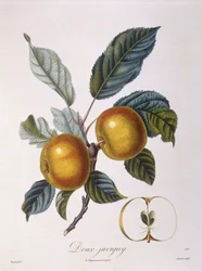 Apfel "Doux-Juvigny", botanische Tafel von Pierre Jean Francois Turpin