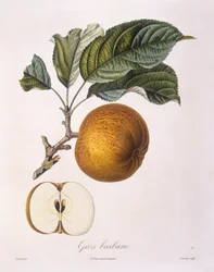 Apfel "Gros barbarie", botanische Tafel von Pierre Jean Francois Turpin