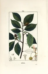 Buche, Fagus sylvatica