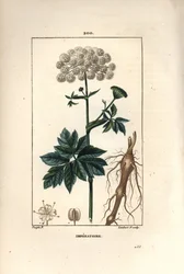 Benzoin oder Imperatorie - Meisterwurz, Imperatoria ostruthium, mit Blume, Blatt und Wurzel