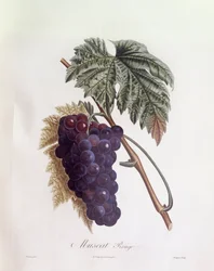 Schwarze Muskattrauben, Henry Louis Duhamel du Monceau, botanische Tafel von Pierre Jean Francois Turpin