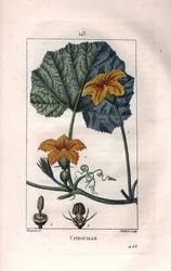 Botanik: Kürbisblüte - Kürbisblüte, Blatt und Ranke, Kürbis, Cucurbita pepo. Handkolorierter Kupferstich von Lambert nach einer Zeichnung von Pierre Jean-Francois Turpin aus Chaumeton, Poiret et Chamberet