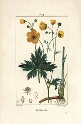 Hahnenfuß - Aufrechter Hahnenfuß, Ranunculus acris, mit Blume, Blatt, Stiel und Wurzel