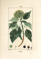 Kletterefeu - Gemeiner Efeu, Hedera helix
