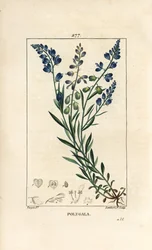 Gewöhnlicher Kreuzblütler, Polygala vulgaris, mit Blüte, Blatt, Stiel und Wurzel. Handkolorierter Kupferstich von Lambert Junior nach einer Zeichnung von Pierre Jean-Francois Turpin aus Chaumeton, Poiret und Chamberets „La Flore Medicale“, Paris, Panckouck