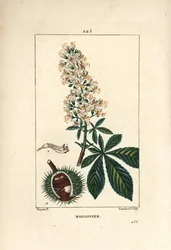 Gewöhnliche Kastanie, Kastanie oder weiße Kastanie - Rosskastanie, Aesculus hippocastanum. Handkolorierte Punktkupferstich von Lambert Junior nach einer Zeichnung von Pierre Jean-Francois Turpin aus Chaumeton, Poiret und Chamberet