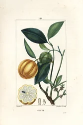 Garcinia gummi gutta oder Malabar-Tamarinde, Gambooge, Brindall Bay - Gummiguttbaum, Cambogia gutta, mit Frucht, Blatt, Blüte und Fruchtquerschnitt