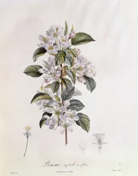 Weißdorn (Crataegus azarolus) Blume, botanische Tafel von Pierre Jean Francois Turpin