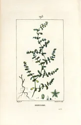 Herniary glabrous oder Turquette - Bruchkraut, Herniaria glabra