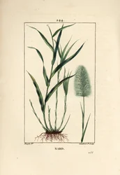 Indischer Narden - Spikenard, Andropogon nardus, mit Blatt, Wurzel und Blume