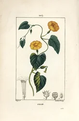 Jalap, Convolvulus jalappa. Handkolorierte Punktkupferstich von Lambert Junior nach einer Zeichnung von Pierre Jean-Francois Turpin aus Chaumeton, Poiret und Chamberet