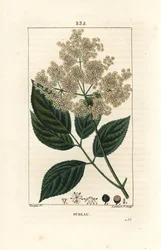 Großer Holunder oder Schwarzer Holunder - Gemeiner Holunder, Sambucus nigra. Handkolorierter Kupferstich von Lambert Junior nach einer Zeichnung von Pierre Jean-Francois Turpin aus Chaumeton, Poiret und Chamberet