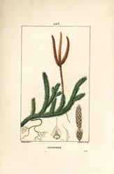 Keulen-Bärlapp - Gemeiner Bärlapp, Lycopodium clavatum