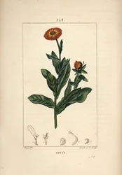 Ringelblume, Calendula officinalis, mit Blume, Blatt und Stängel. Handkolorierte Punktkupferstich von Lambert Junior nach einer Zeichnung von Pierre Jean-Francois Turpin aus Chaumeton, Poiret und Chamberet