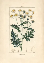 Mutterkraut - Fieberkraut, Matricaria vulgaris