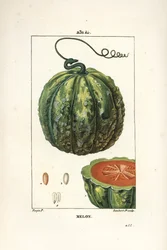 Melone, Frucht