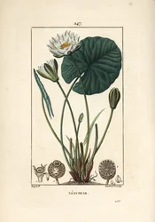Weiße Seerose, Nymphaea alba, mit Blatt, Blume, Samenkapsel und Samen. Handkolorierte Punktkupferstichgravur von Lambert Junior nach einer Zeichnung von Pierre Jean-Francois Turpin aus Chaumeton, Poiret und Chamberet