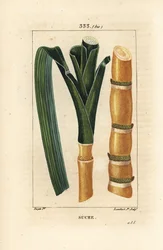 Edles Zuckerrohr, Saccharum officinarum, Stängel und Blatt
