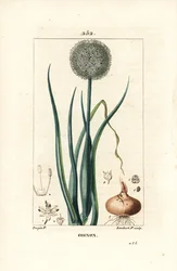 Zwiebel - Zwiebel, Allium cepa, mit Blume, Blatt, Zwiebel und Wurzeln