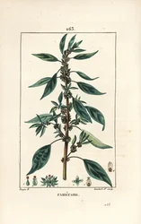 Mauerpfeffer, Parietaria officinalis, mit Stängel, Blatt, Blume und Samen. Handkolorierte Punktkupferstichgravur von Lambert Junior nach einer Zeichnung von Pierre Jean-Francois Turpin