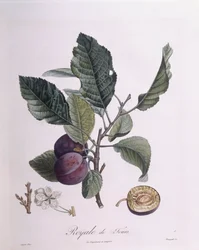Pflaume "Royale de Tours", botanische Tafel von Pierre Jean Francois Turpin