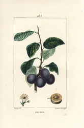 Pflaume oder Pflaumenbaum, Prunus domestica, mit Frucht, Blatt, Blüte, Zweig und reifer Frucht im Querschnitt. Handkolorierter Kupferstich von Lambert Junior nach einer Zeichnung von Pierre Jean-Francois Turpin aus Chaumeton, Poiret und Chamberet