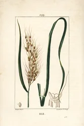 Reis - Reis, Oryza sativa, mit Blatt, Samen und Stiel