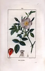 Hagebuttenzweig mit Beere und Rose