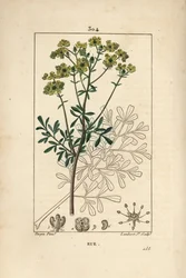 Gartenraute oder stinkende Raute - Gartenraute oder Gnadenkraut, Ruta graveolens, zeigt Blume, Blatt, Stiel, Samen und Umriss. Handkolorierte Punktkupferstichgravur von Lambert Junior nach einer Zeichnung von Pierre Jean-Francois Turpin