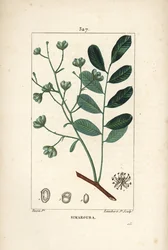 Simarouba bittere - Marupa oder Bitterholz, Simarouba amara (Quassia simaruba) mit Blüte, Blatt, Zweig und Samen. Handkolorierter Kupferstich von Lambert Junior nach einer Zeichnung von Pierre Jean-Francois Turpin aus Chaumeton, Poiret und Chamberet
