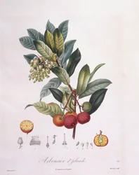 Erdbeerbaum (Arbutus unedo), botanische Tafel von Pierre Jean Francois Turpin