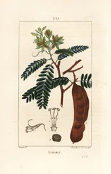 Tamarinde - Tamarindus indica, zeigt Blume, Blatt und Samenschote. Handkolorierter Kupferstich von Lambert Junior nach einer Zeichnung von Pierre Jean-Francois Turpin aus Chaumeton, Poiret und Chamberet