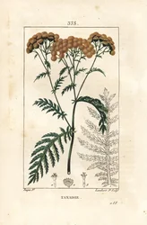Rainfarn