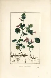 Efeu - Bodeneibe, Hedera terrestris